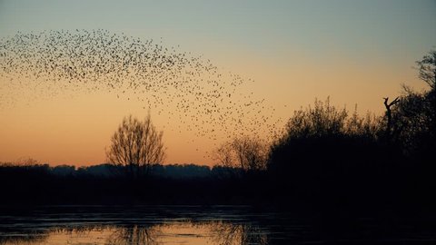 wildlife wonder - murmuration flock of starlings flying  - Gnosall, England - December 2016