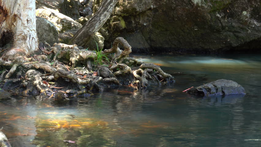 Cedar Creek Falls, Tree root