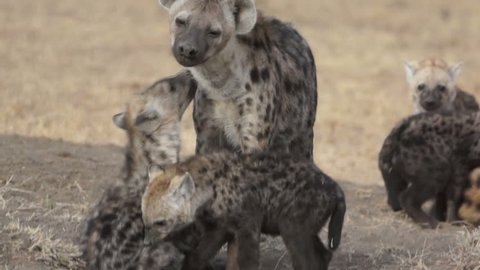 Cute Hyena Stock Video Footage 4k And Hd Video Clips Shutterstock