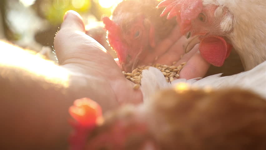 A men's hand feeds a chicken in the yard Royalty-Free Stock Footage #22675990
