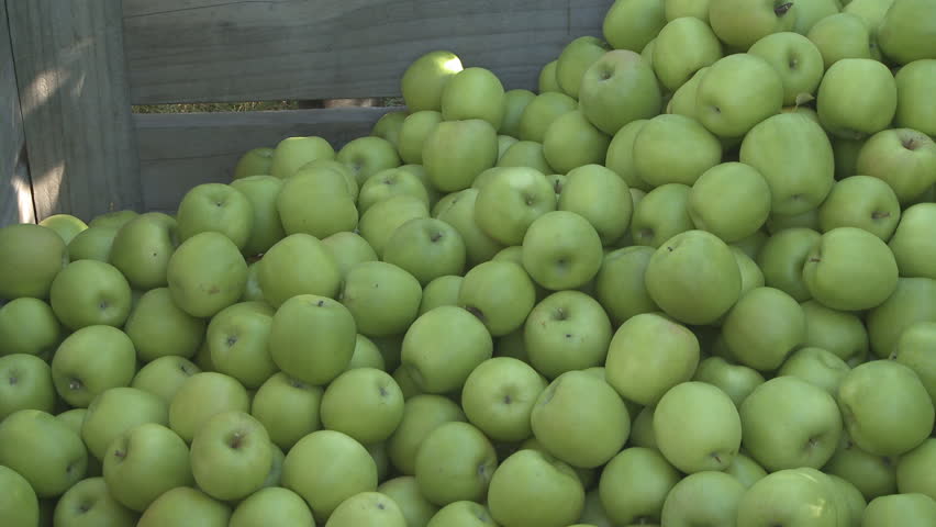 Freshly picked granny smith apples placed into an orchard bin