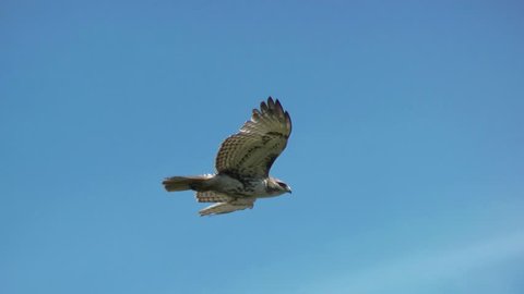 Red Tailed Hawk hovers in strong windy weather