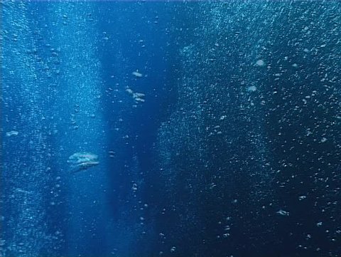 Massive School Anchovy Swim Glistening Night Stock Footage Video (100% ...