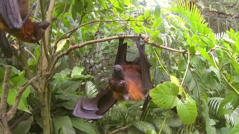 Huge Flying Fox bat hanging on tree and trying to bite camera. Closeup GoPro HD. Bali