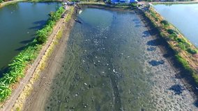 Aerial video Egret Bird finding fish in fish pond