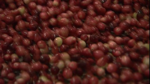 cranberries in shaker, Wareham, MA - Βίντεο στοκ