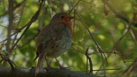 Song bird species - European Robin (Erithacus rubecula). A male one singing.