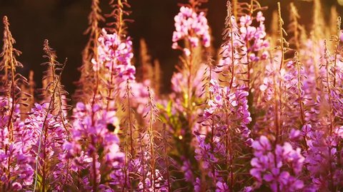 Backlit Rosebay Willowherb or Fireweed swaying in the wind at sunset while bumble bees collecting nectar. Edinburgh, Scotland, United Kingdom
