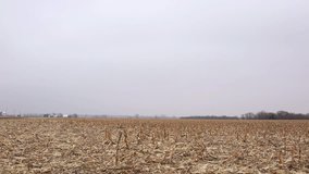 Harvested corn field/Empty harvested corn field/Wide shot of empty corn field in the winter after harvest