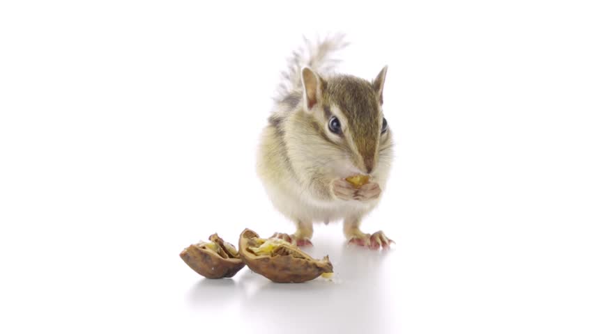 Chipmunk eating a Japanese walnut