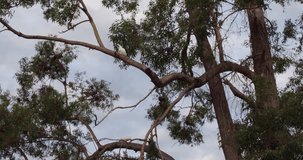 Cockatoos in a tree