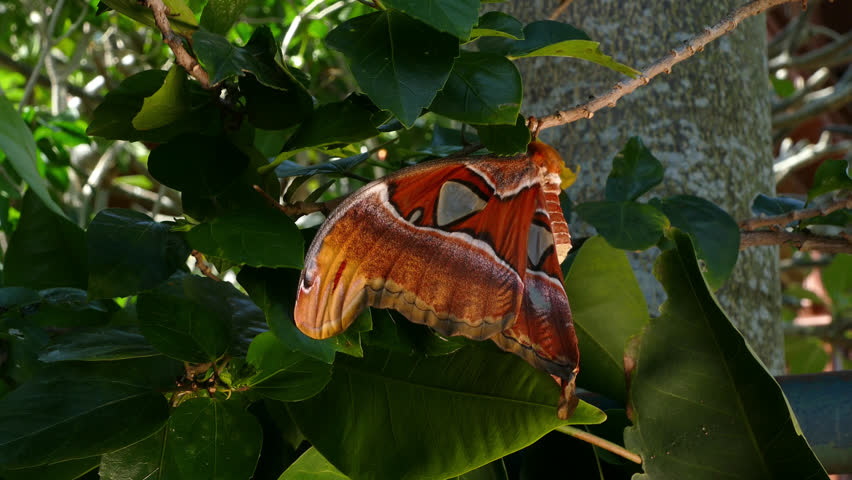 Attacus atlas Moth the giant butterfly. 
big butterfly out of the cocoon on the leaf of hibiscus.