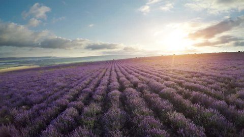 Aerial nature video. Flight over lavender meadow. Agriculture industry scene. Nature scene composition.