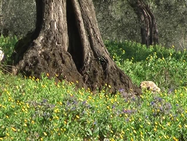 spring grassland
