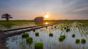 Landscape of a beautiful green field with rice stalks swaying in the wind at sunset. Time lapse. 4K UHD. Pan Down Camera Motion.