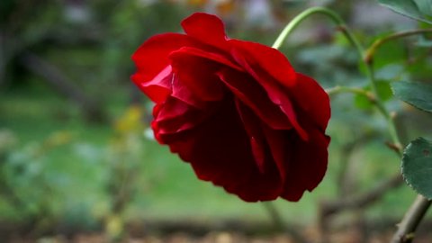 The beauty of a red rose flower lies in its color