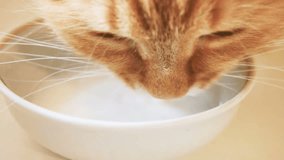 Cute ginger cat lapping milk from white bowl. Slow motion close up clip with fluffy pet.
