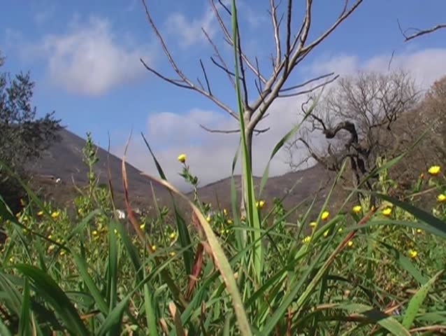 spring grassland