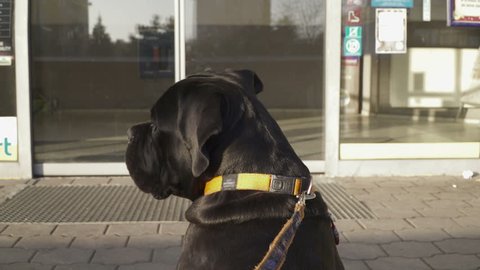 This Junior Cane Corso dog waiting and looking for his owner to come back from the supermarket
Leaving dogs outside shops/supermarkets - Pets life
Property Released Junior Champion
