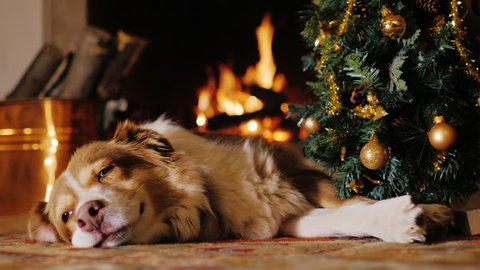 The dog lies near a Christmas tree on the background of a burning fireplace. We are preparing to celebrate New Year