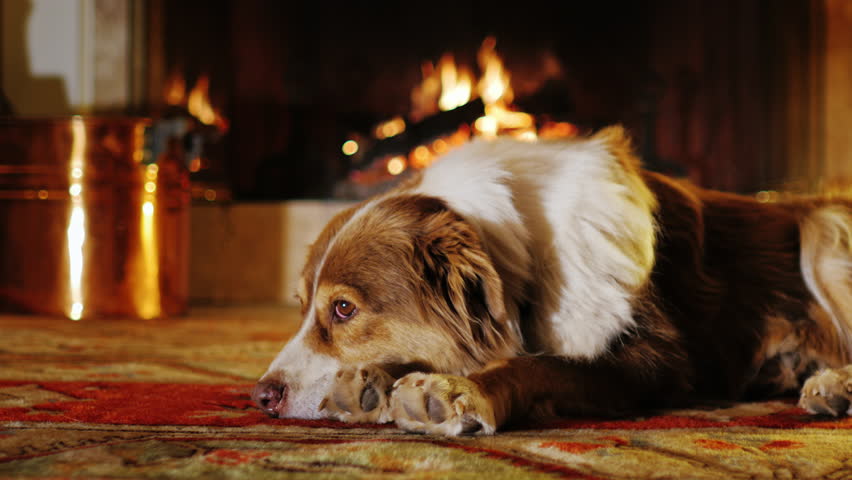 dog lying cozy house near fireplace Stock Footage Video (100% Royalty ...