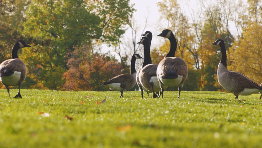 on green meadow walks flock of geese. Clear autumn day in front of the sunset in one of the parks in Buffalo