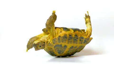 Kleinmann's tortoise. Helpless tortoise turned upside down, shakes its legs in an attempt to get on its feet. (av17543c)
