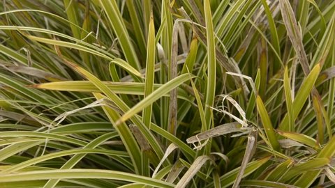 Carex yellow-green fading grass – autumn background