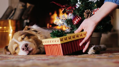 The dog lies near a Christmas tree on the background of a burning fireplace. 
