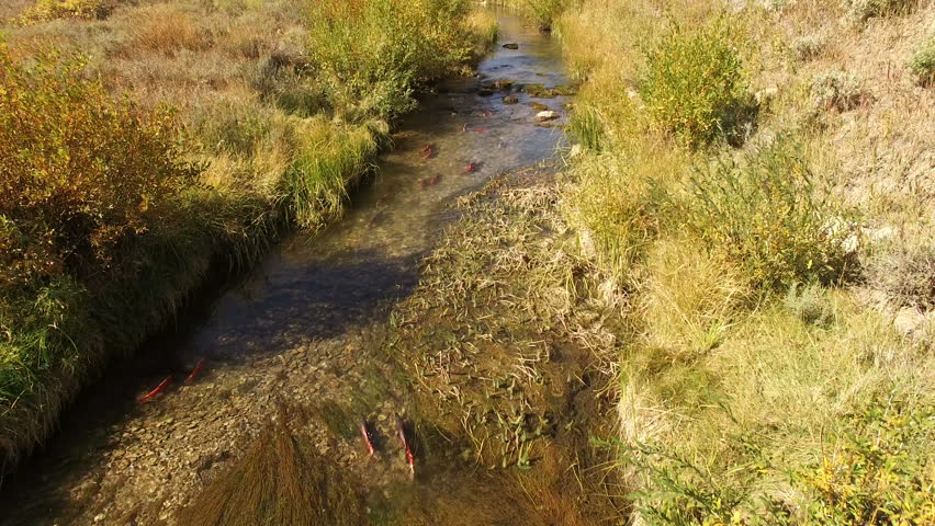 Aerial view of Kokanee Salmon spawning in a small river in Utah