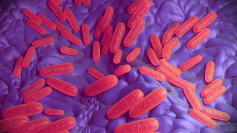 Salmonella bacteria or Salmonella enterica, are Gram-negative, rod-shaped cells. Salmonella is a major cause of food poisoning in humans, most commonly caught from infected pork, poultry and eggs