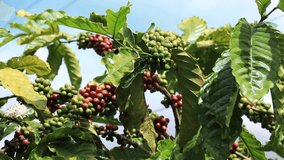 Close-up of coffee fruit in coffee farm and plantations in province of Lam Dong, Vietnam
