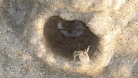 Timelapse video of a sand bubbler crab building an iglu-like cover of sand during low tide in Thailand.