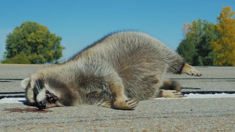Animals - victims of clashes with cars on the road. Large fluffy raccoon was hit by a car and lying dead on the road