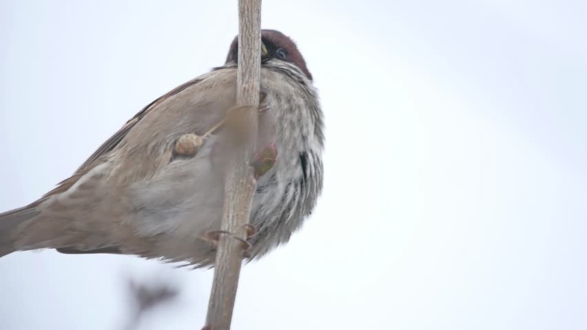 brown bird sparrow sitting on a dry branch winter wind
