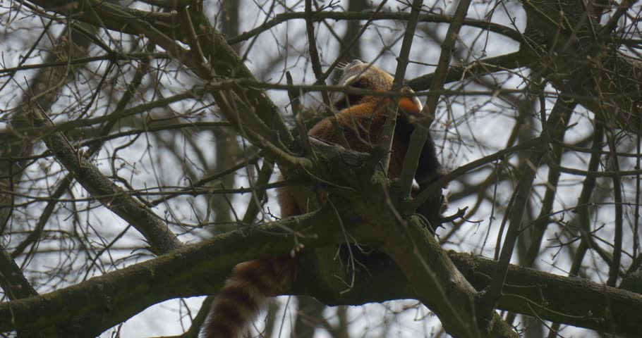 Close up of Cute Red Panda Among Bare Tree Branches, Firefox is Eating Fresh Juvenile Leaves on Tree Branches, Arboreal Solitary Animal With Shaggy Striped Tail is Sitting Tree in Zoo in Spring Sunny