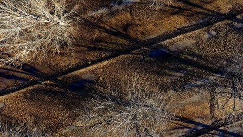 Aerial top down view of a pecan grove