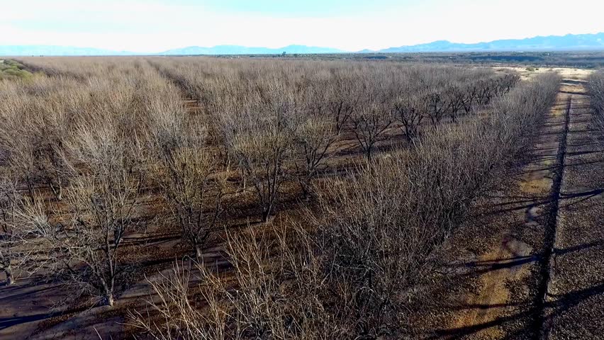 Aerial flyover of a pecan orchard