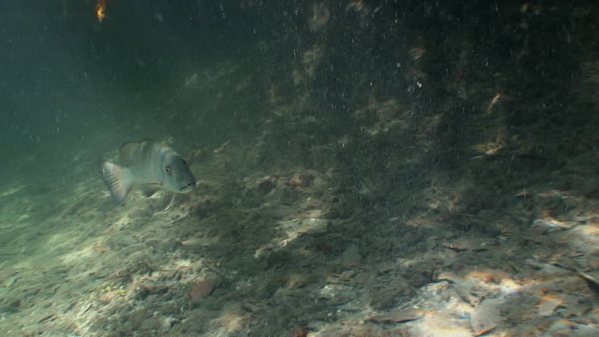 Cubera Snapper swim among the roots of the mangroves.