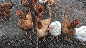 4k video of a tiny chicken farm in Romania