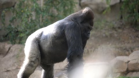large silverback gorilla walking slowly
