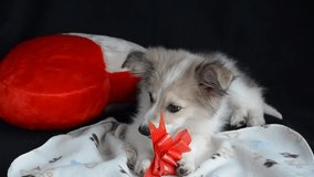Fluffy puppy is lying on a napkin next to pillow in the shape of a heart. Keeps paws and eats treats for dogs, gift wrap.