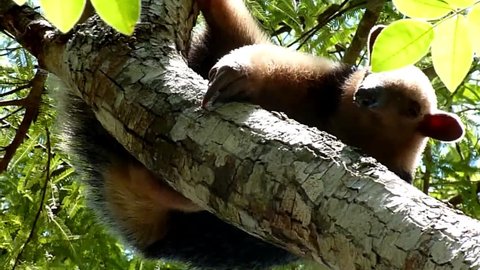 Southern Tamandua or Lesser anteater hanging downword in a tree, sniffing and looking