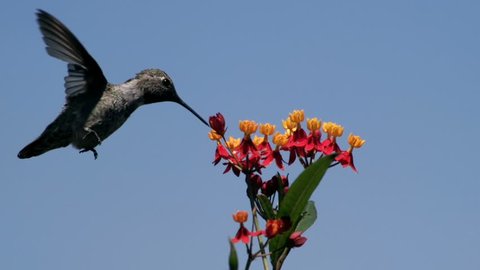 Hummingbird Feeding On Milkweed Flowers Slow Motion 3000fps
