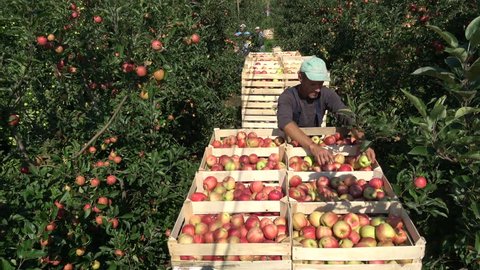 Vojvodina, Serbia September 16 2016:Farmer agronomist pick up Apples in  orchards 