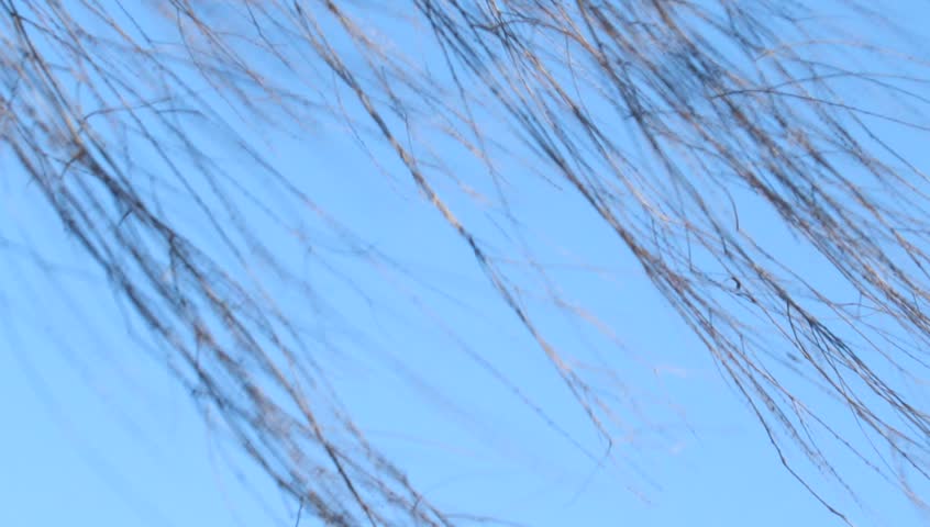 weeping willow, strong wind, blue sky,
, Japan, 1/3/2017,