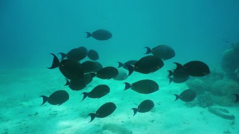 Underwater school of yellowfin surgeonfish with corals and other tropical fishes in background, south Pacific ocean, New Caledonia