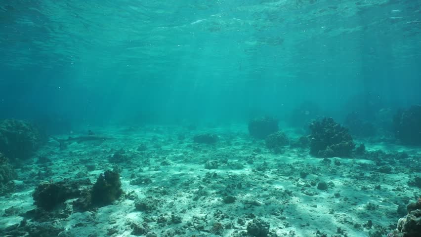 Underwater seascape, blacktip reef sharks in the lagoon of Huahine island, motionless scene, Pacific ocean, French Polynesia