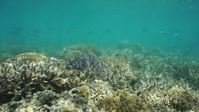 Natural sunlight on a shallow ocean floor covered by an healthy coral reef with fish in background, south Pacific ocean, motionless underwater scene, New Caledonia