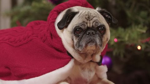 A Cute Pug Dog In Stockvideos Filmmaterial 100 Lizenzfrei Shutterstock